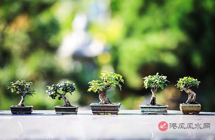 最适合客厅摆放的几种大行绿植，超大气又招财